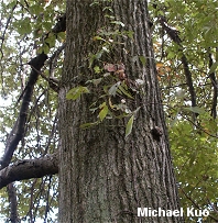 Quercus imbricaria