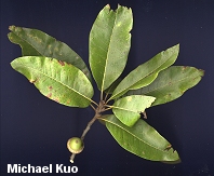 Quercus imbricaria