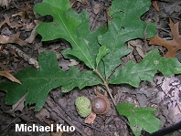 Quercus lyrata