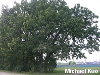 Quercus macrocarpa