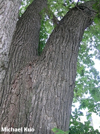 Quercus macrocarpa