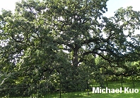 Quercus macrocarpa