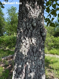 Quercus marilandica