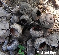 Quercus marilandica