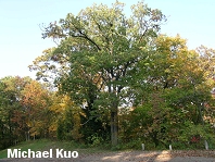 Quercus muehlenbergii