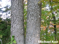 Quercus muehlenbergii