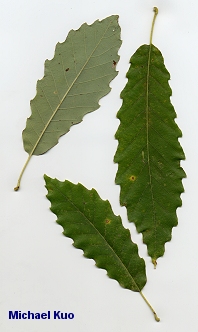 Quercus muehlenbergii