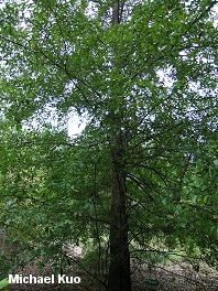 Water Oak (MushroomExpert.Com)
