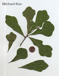 Quercus nigra