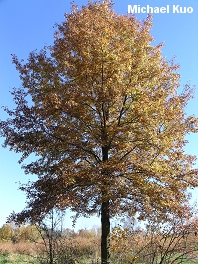 Quercus palustris