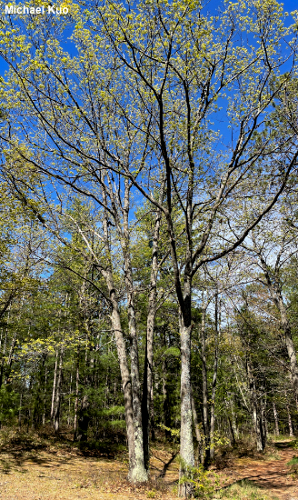 Quercus rubra