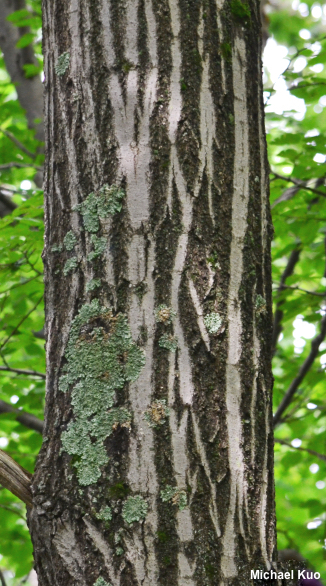 Quercus rubra