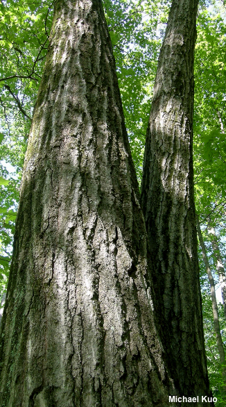 Quercus rubra