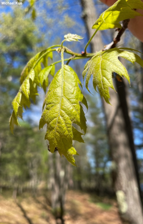 Quercus rubra