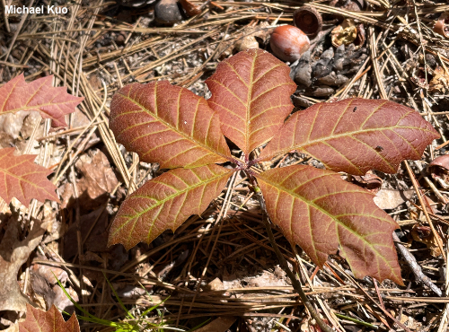 Quercus rubra