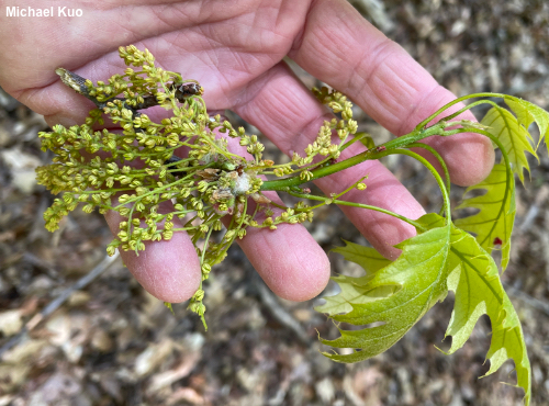 Quercus rubra