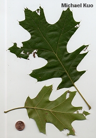 Quercus velutina
