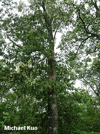 Quercus velutina