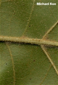 Quercus velutina