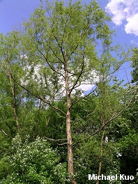 Salix nigra