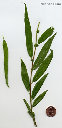 Salix nigra