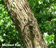 Salix nigra