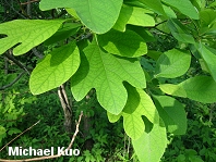 Sassafras albidum