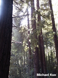 Sequoia sempervirens