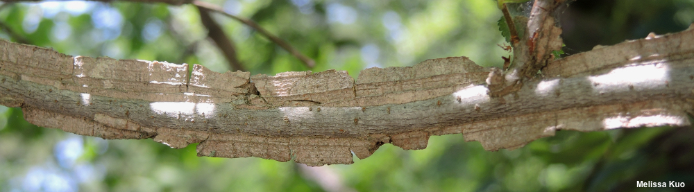 Ulmus alata