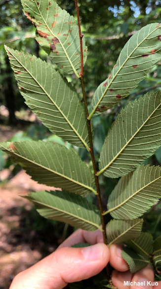 Ulmus alata