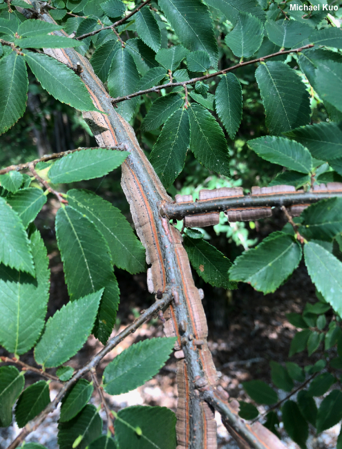 Ulmus alata