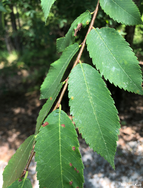 Ulmus alata