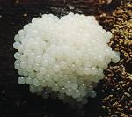 Stemonitis axifere