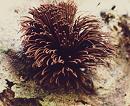 Stemonitis axifera