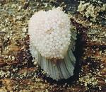 Stemonitis axifere