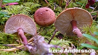 Cystoderma granulosum