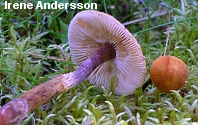 Cystoderma jasonis