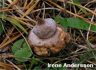 Geastrum elegans