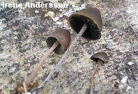 Panaeolus acuminatus