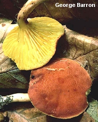 Phylloporus rhodoxanthus