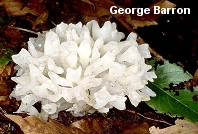 Tremella reticulata