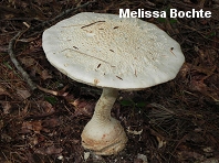 Amanita daucipes