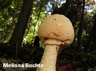 Amanita daucipes