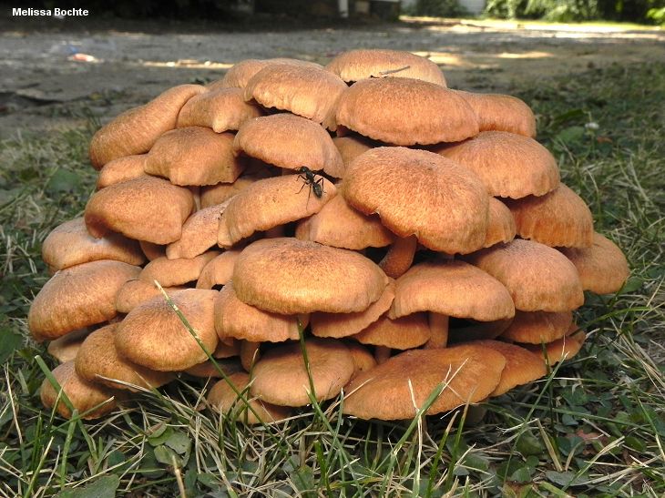 Oklahoma Mushroom Chart