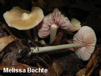 Entoloma strictius