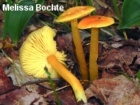 Hygrocybe flavescens