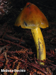 Hygrocybe singeri