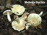 Hygrophorus sordidus