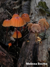 Marasmius siccus