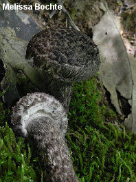 Strobilomyces floccopus